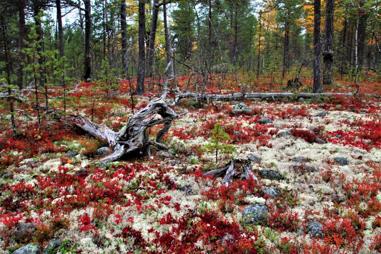 Фото Соловки