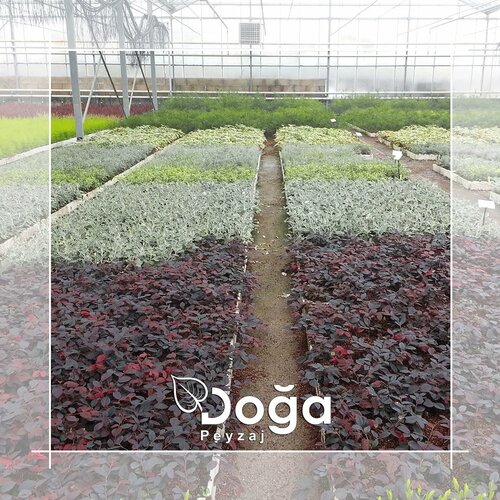 Bahçecilik mağazaları Doğa Peyzaj ve 1001 Fidan, Yalova, foto