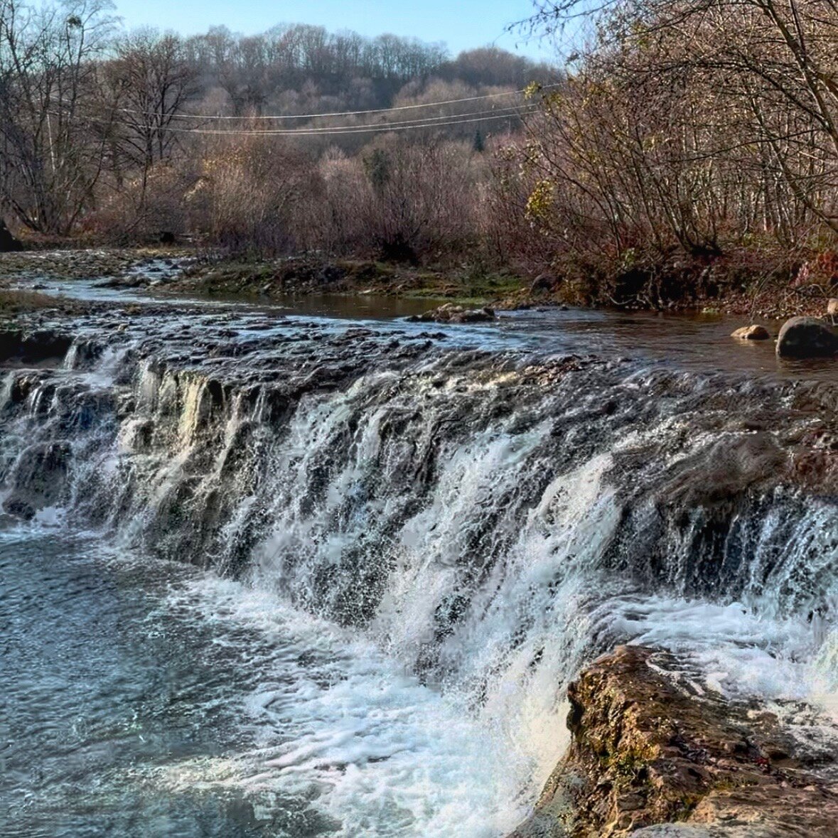 Фото Золотой дуб