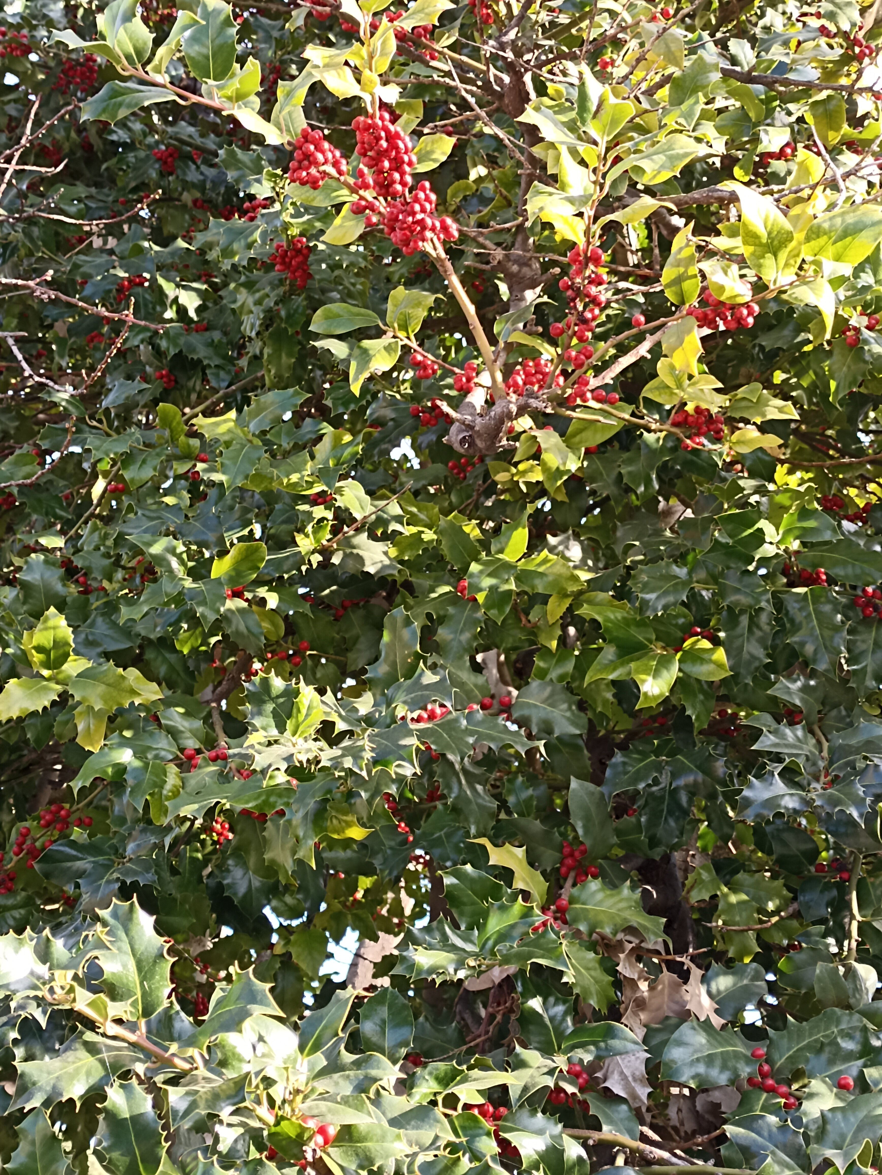 Фото Лесная Сказка