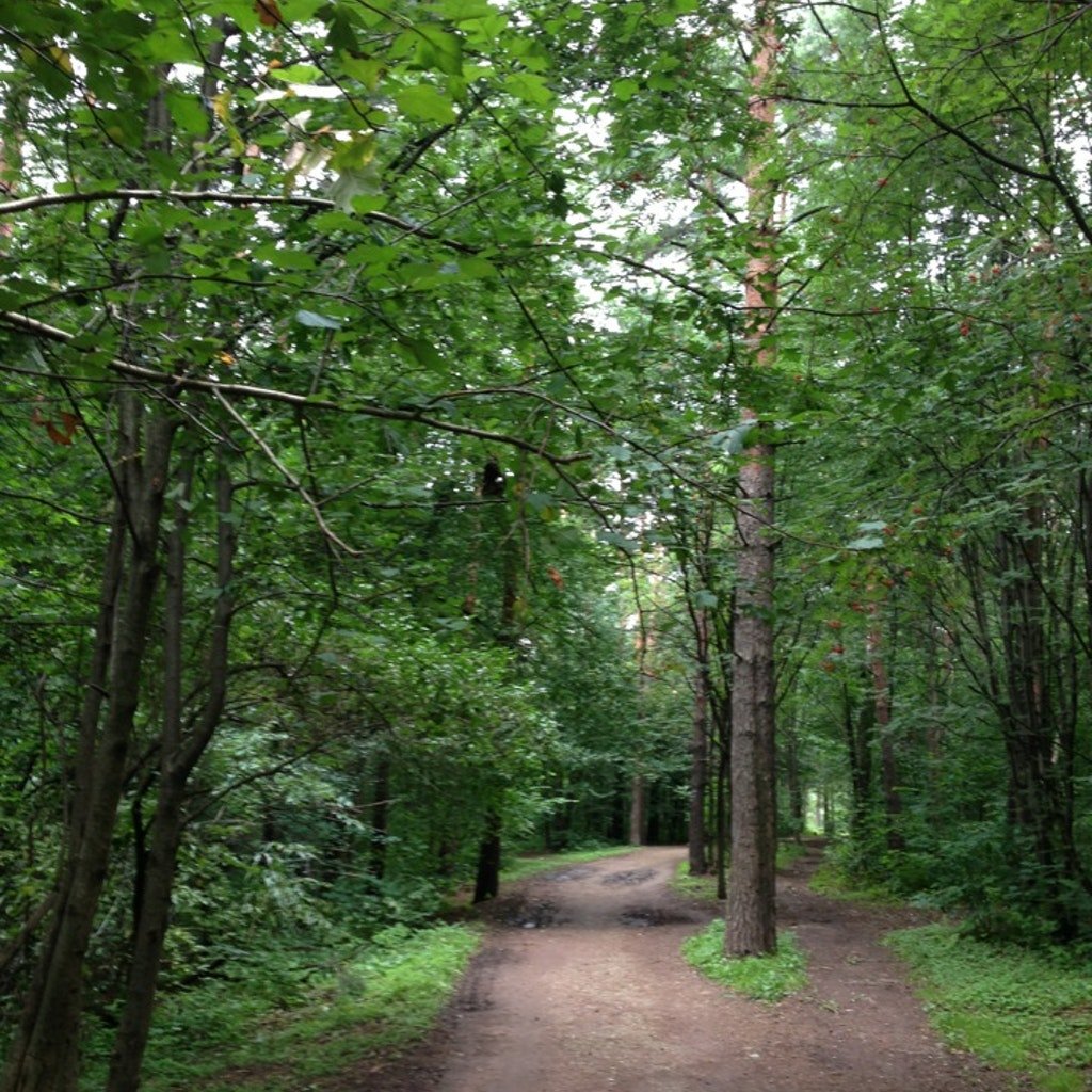 Área de pícnic Mesto dlya piknika v Himkinskom lesoparke, , foto