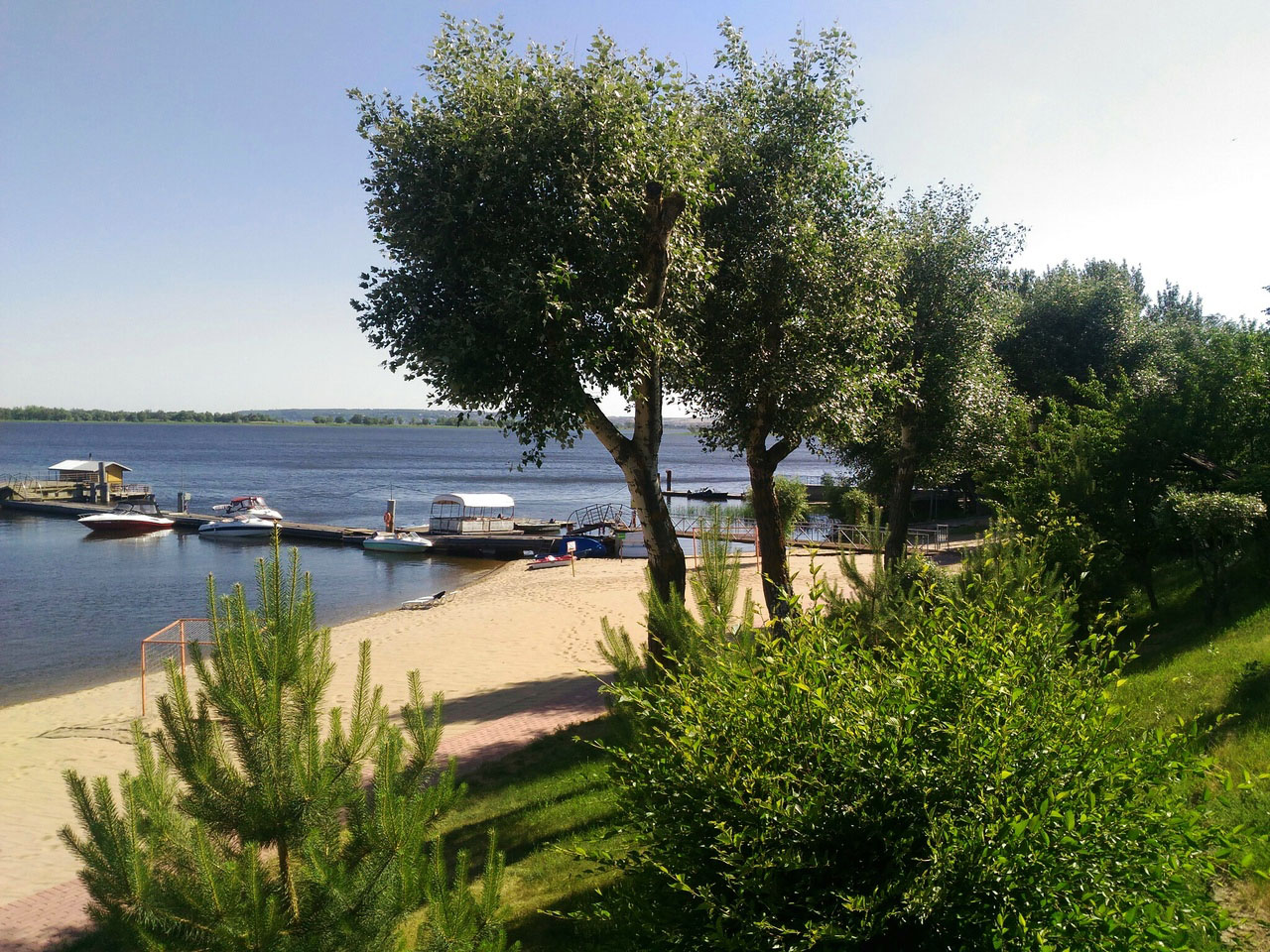 Фото Подсолнух