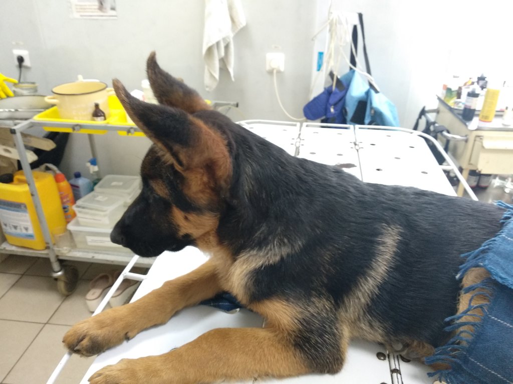 Veterinary clinic Gorodskaya gosudarstvennaya veterinarnaya lechebnica, Astrahan, photo