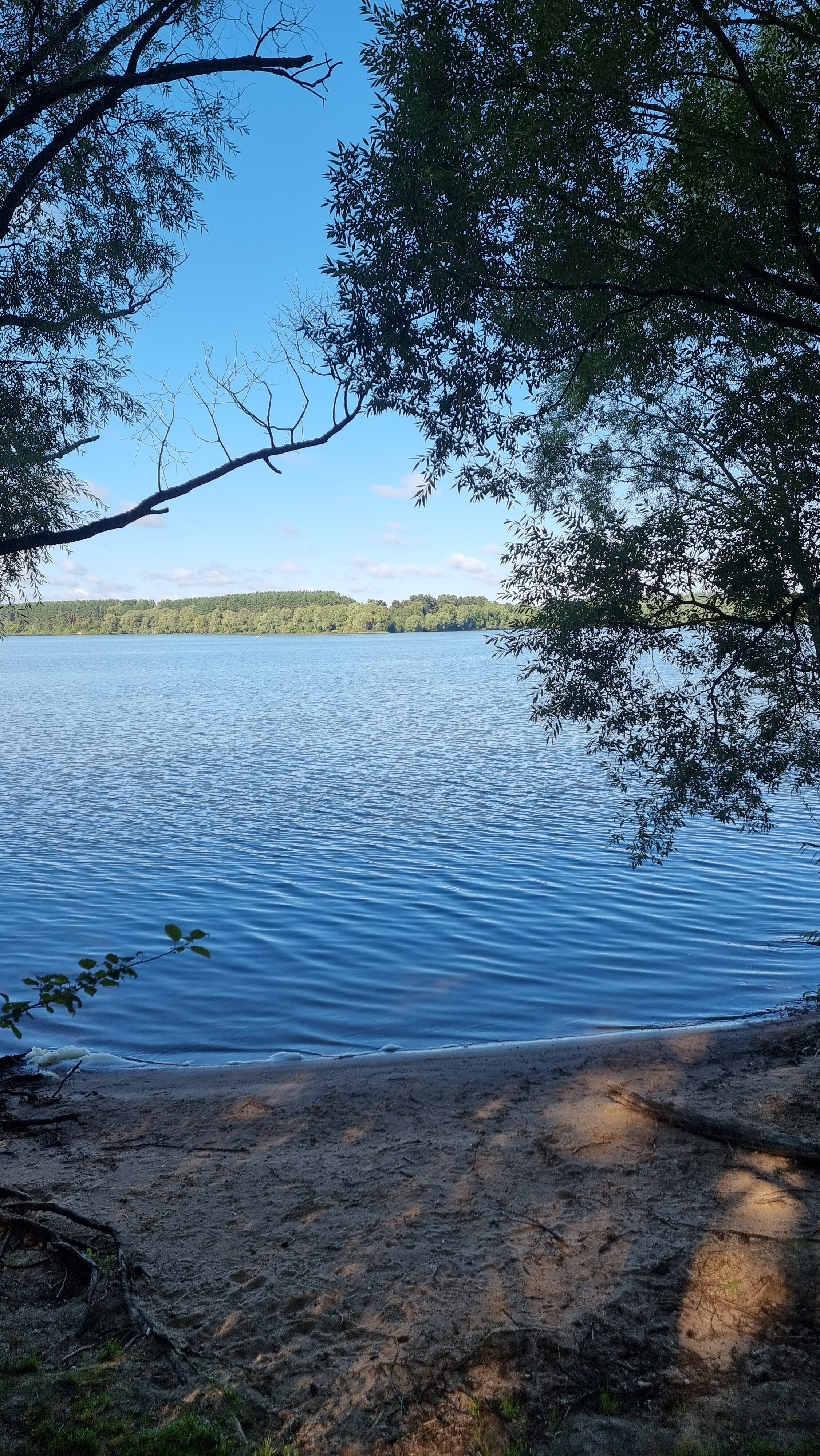 Фото Сосновый берег