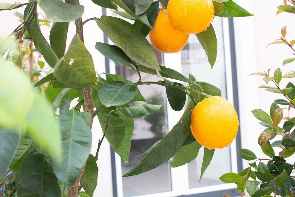 Фото Cardeal Suites & Apartments