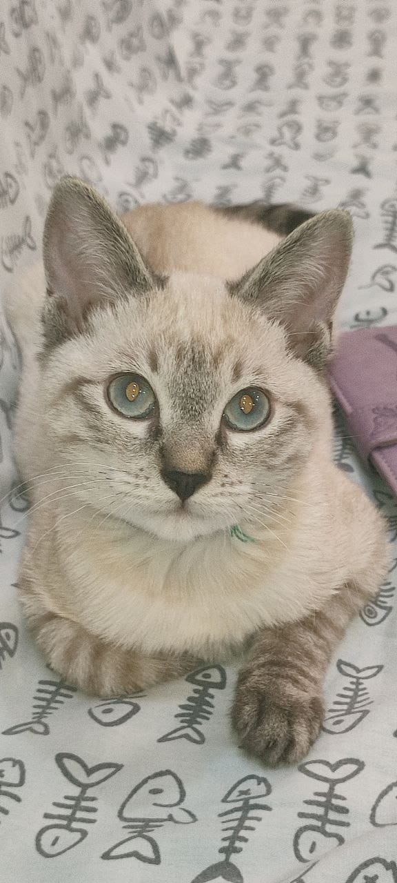 Фото Grand Avenue Vlg