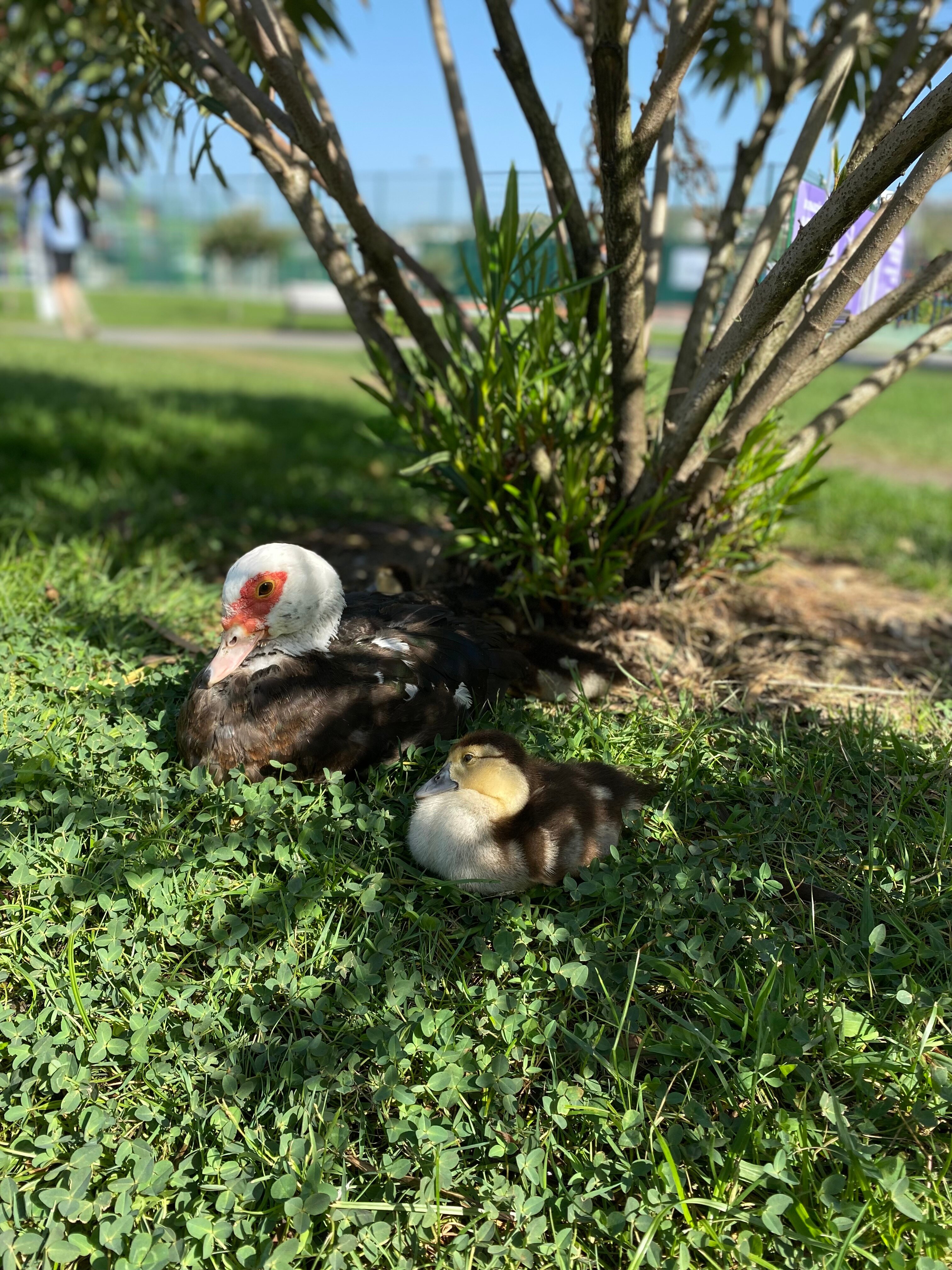 Фото Сочи Парк Отель