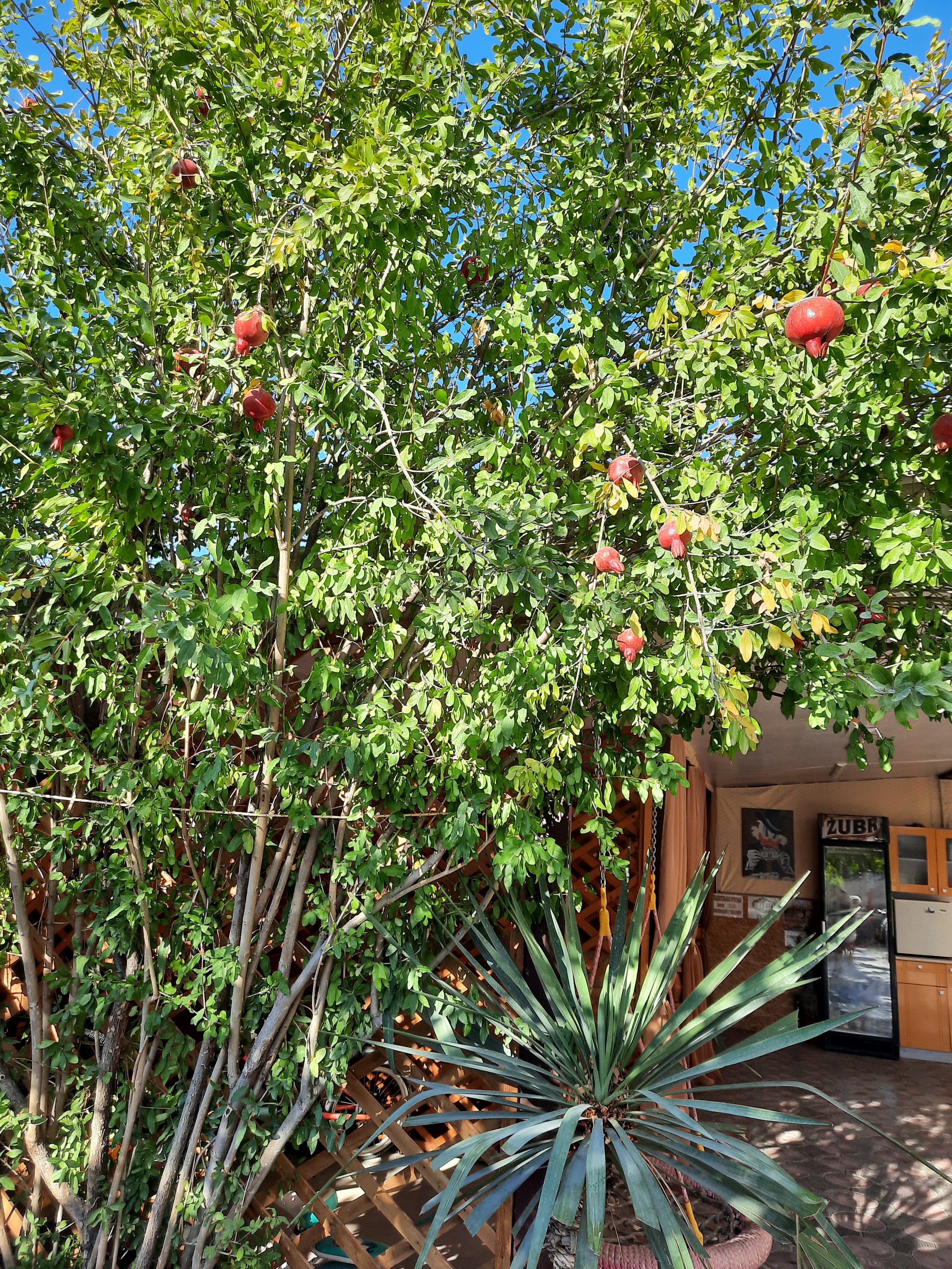 Фото Four sisters