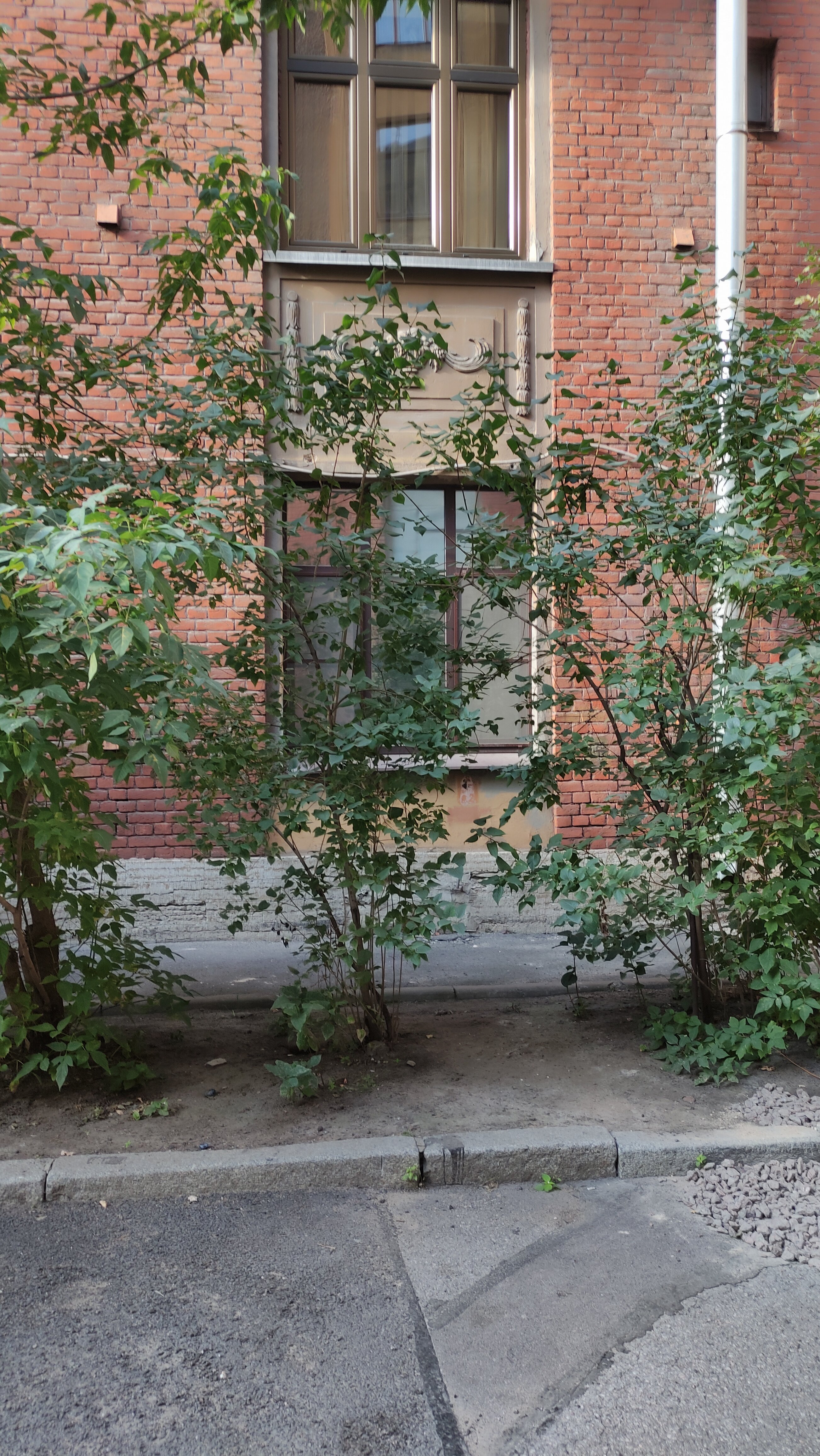 Фото Граф Толстой