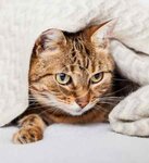 Therapet Veteriner Kliniği - EN Yakın Veteriner - Kartal, Maltepe, Pendik (İstanbul, Kartal, Halitpaşa Cad., 2A) ، عيادة بيطرية