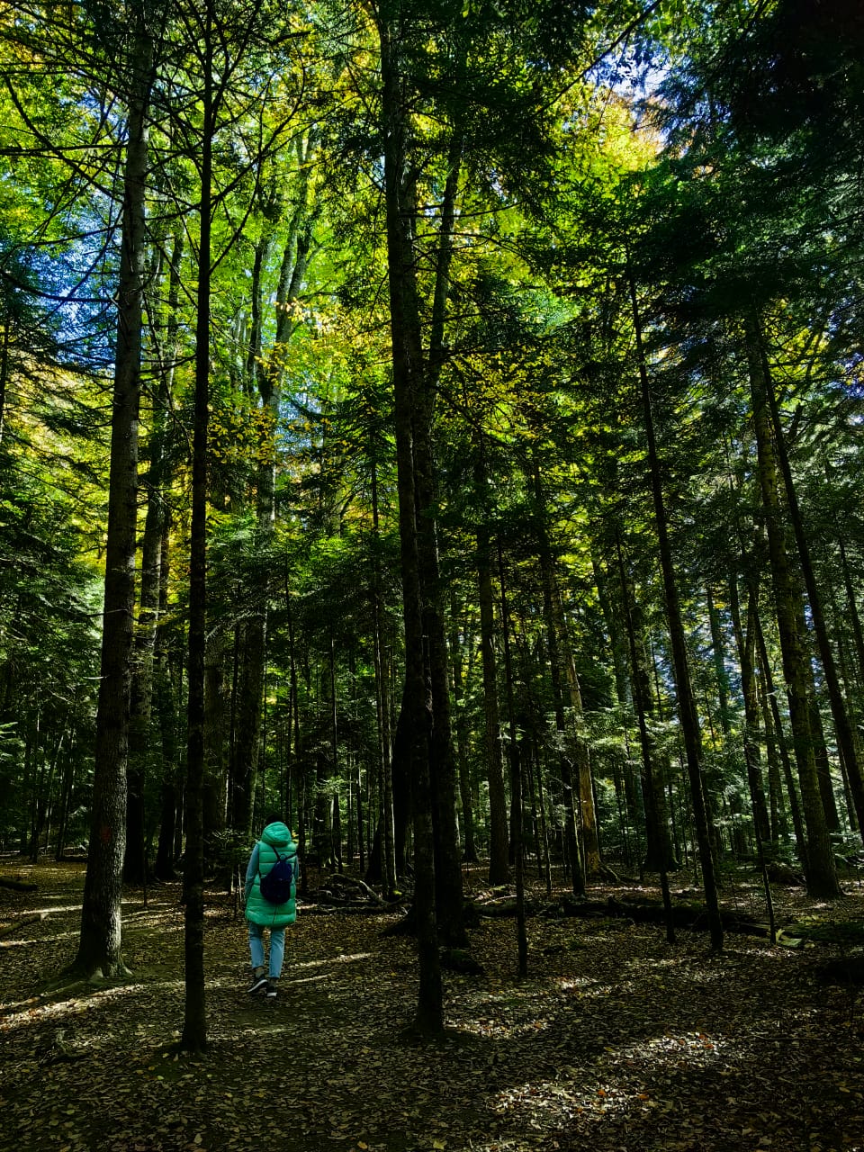 Фото Шале Дрозды