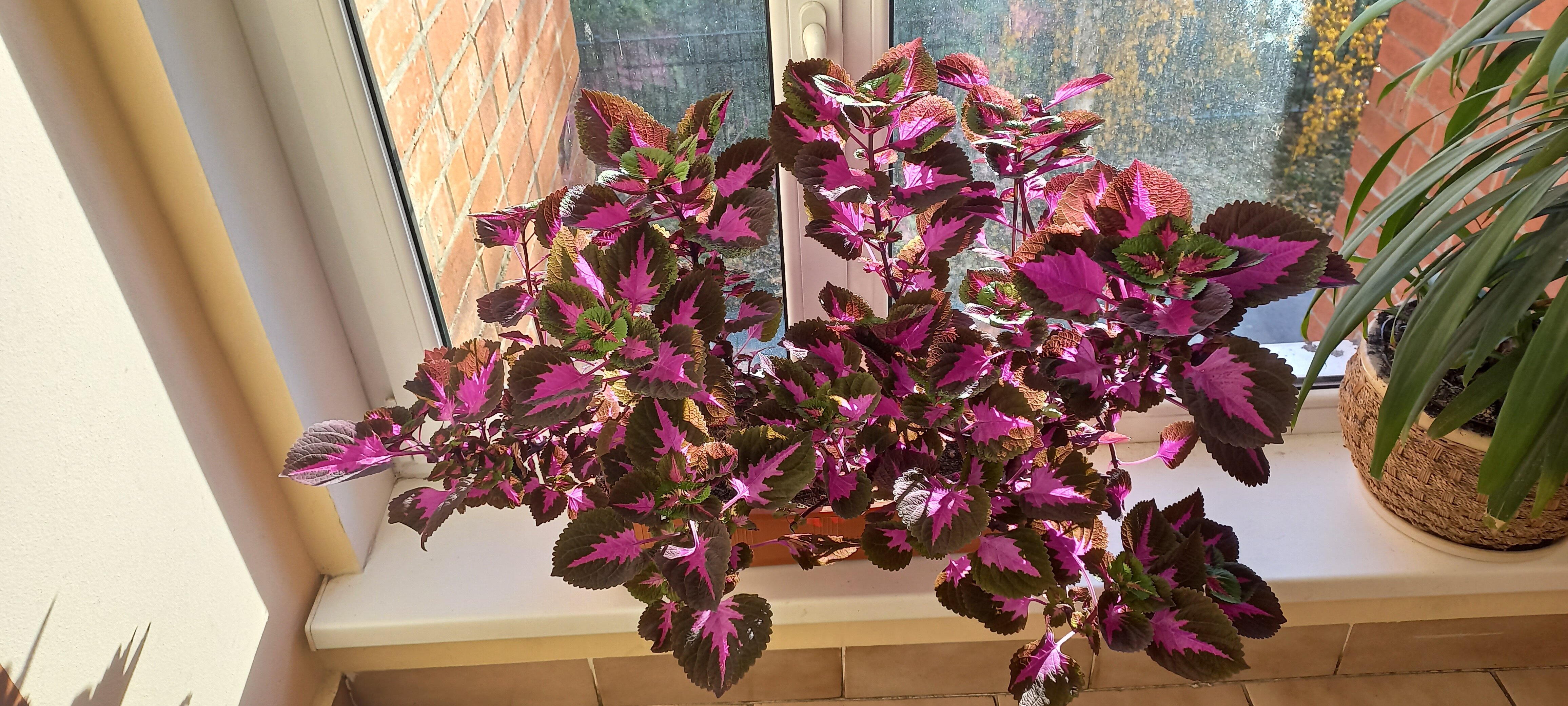 Фото Роза ветров