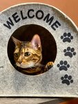 Усатые Гости (Novocheryomushkinskaya Street, 63к2), pet hotel