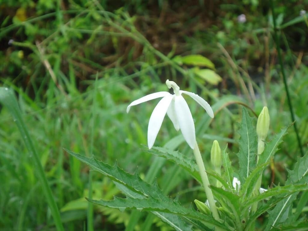 Фото Hotel Krishna