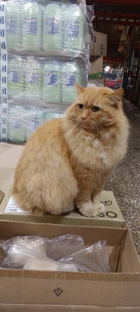 Packing materials Interpak, Perm Krai, photo