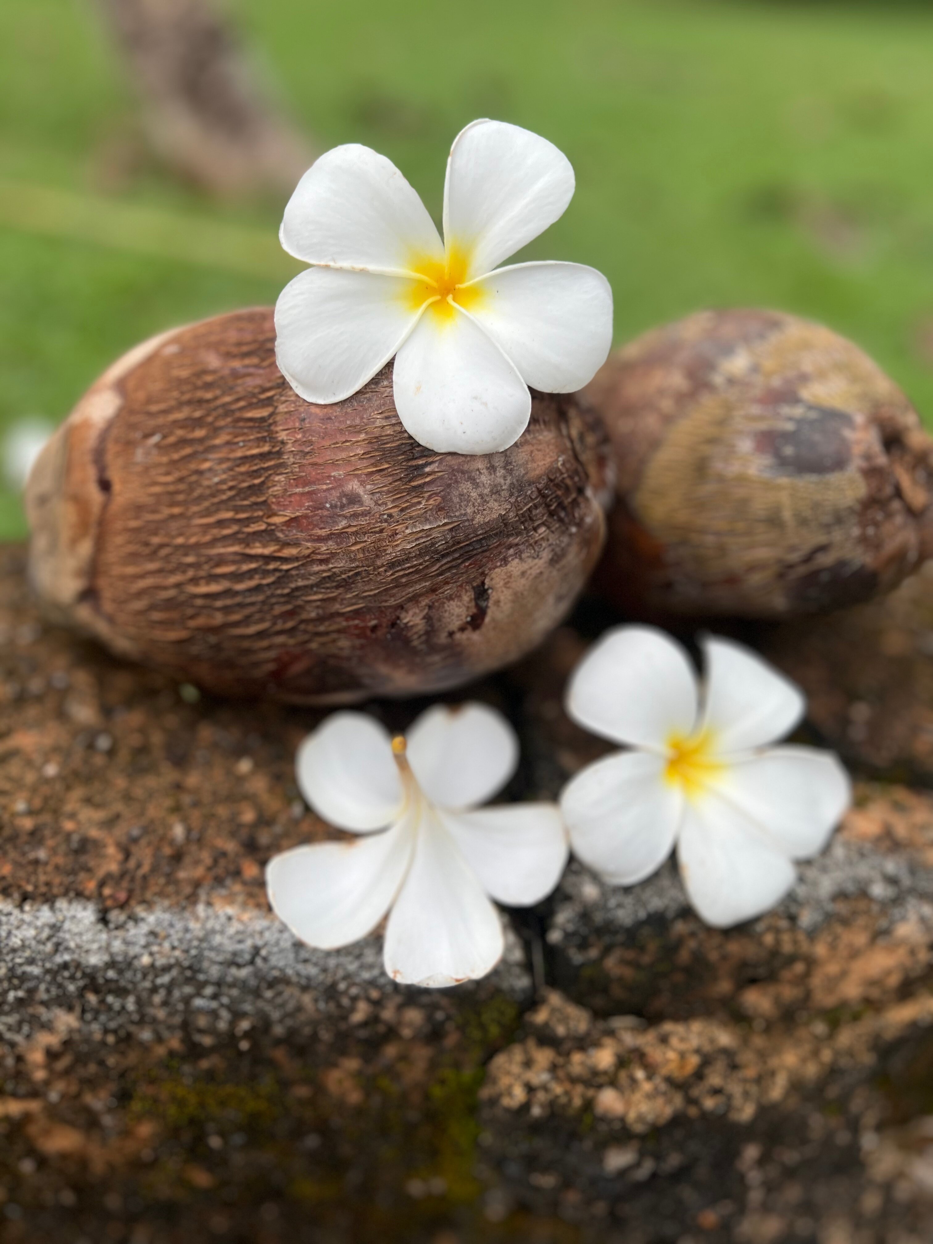 Фото Eva Lanka Hotel