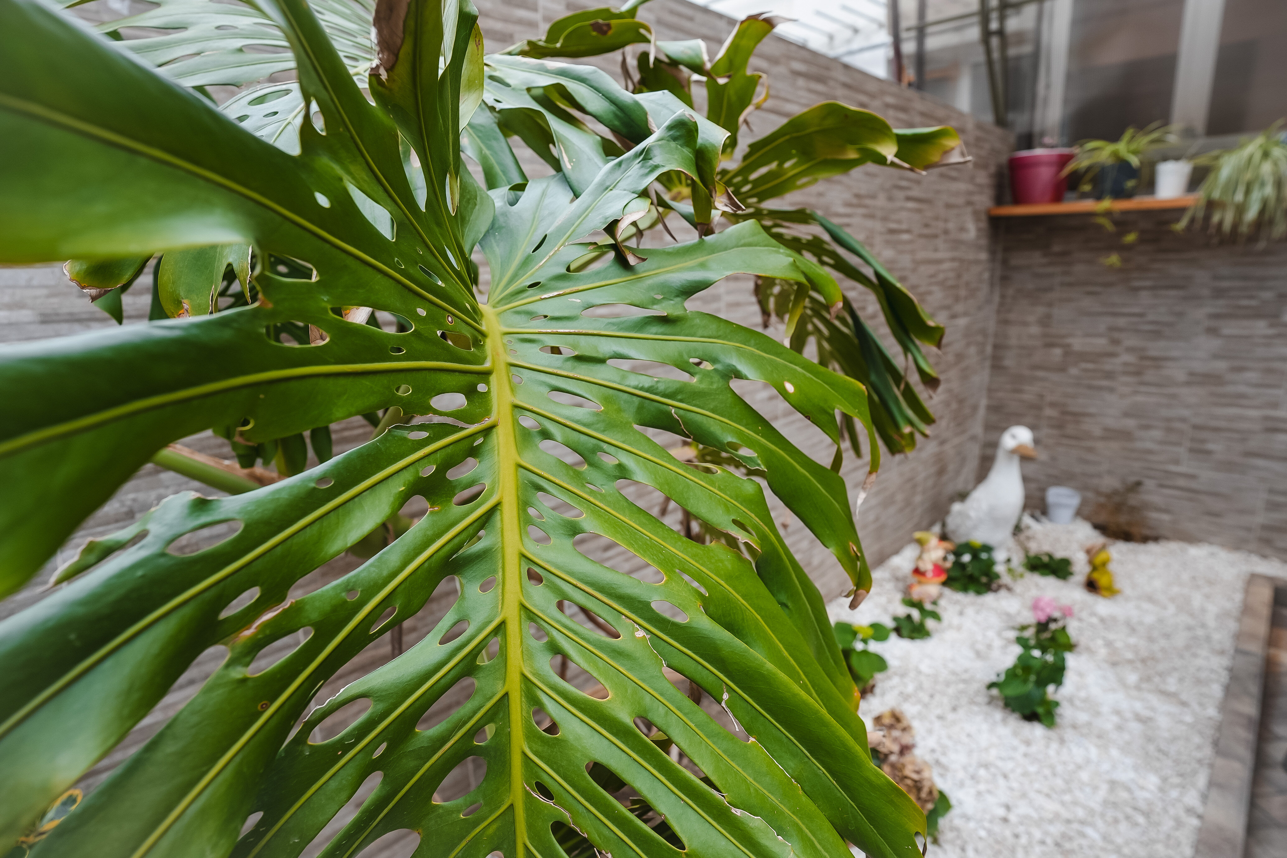 Фото Нинель