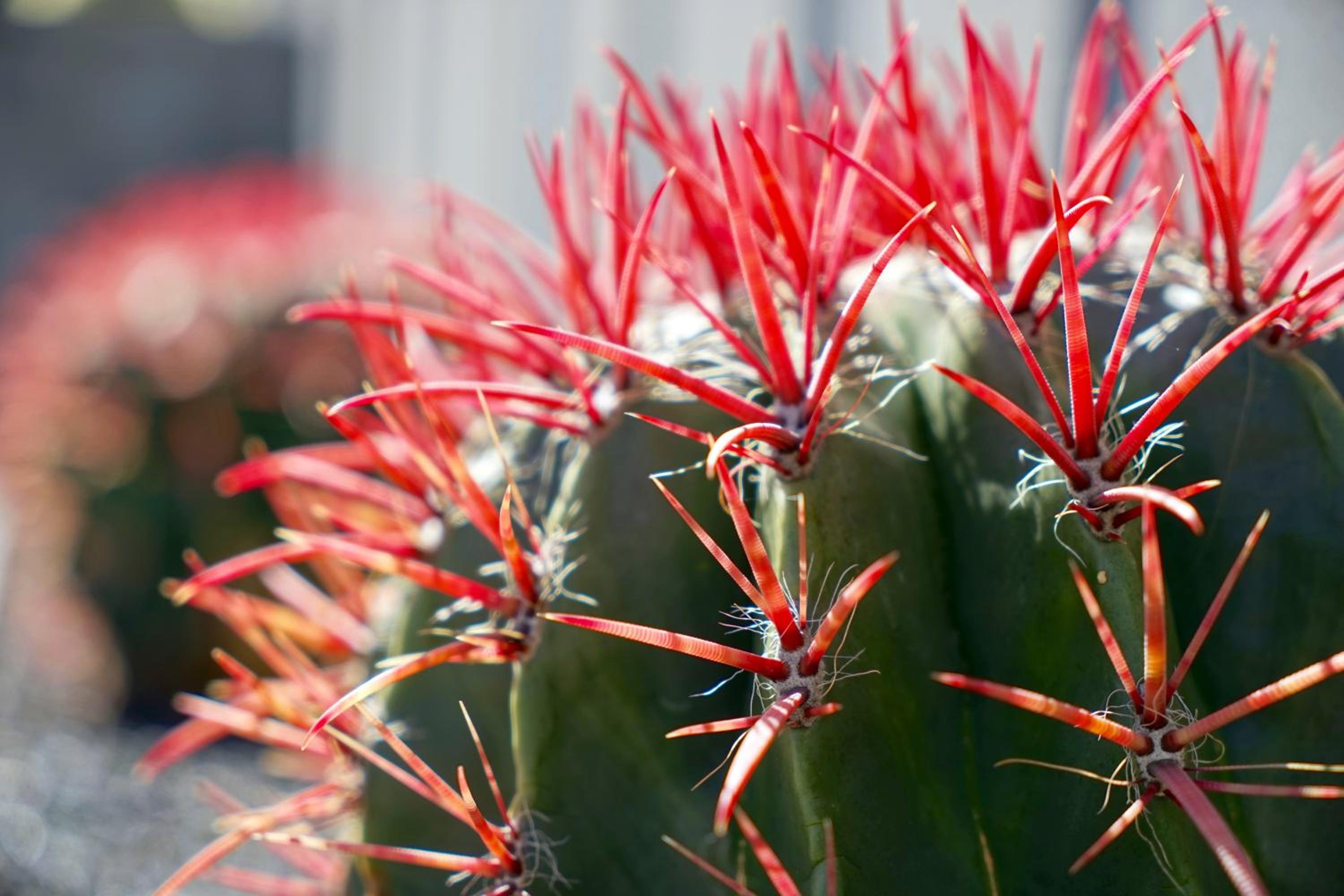 Фото Apartamentos Plaza Azul