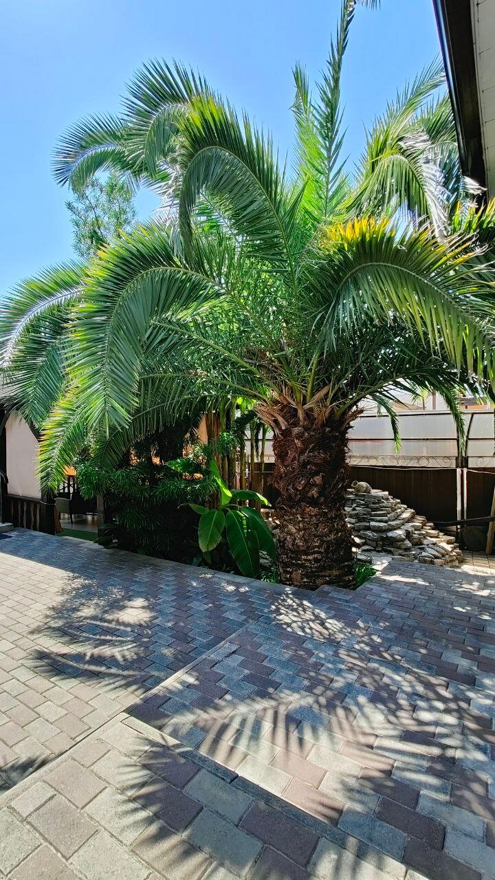 Фото Инфанта