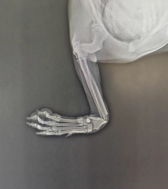 Veterinary clinic Kosk Veterinary Clinic, Kayseri, photo