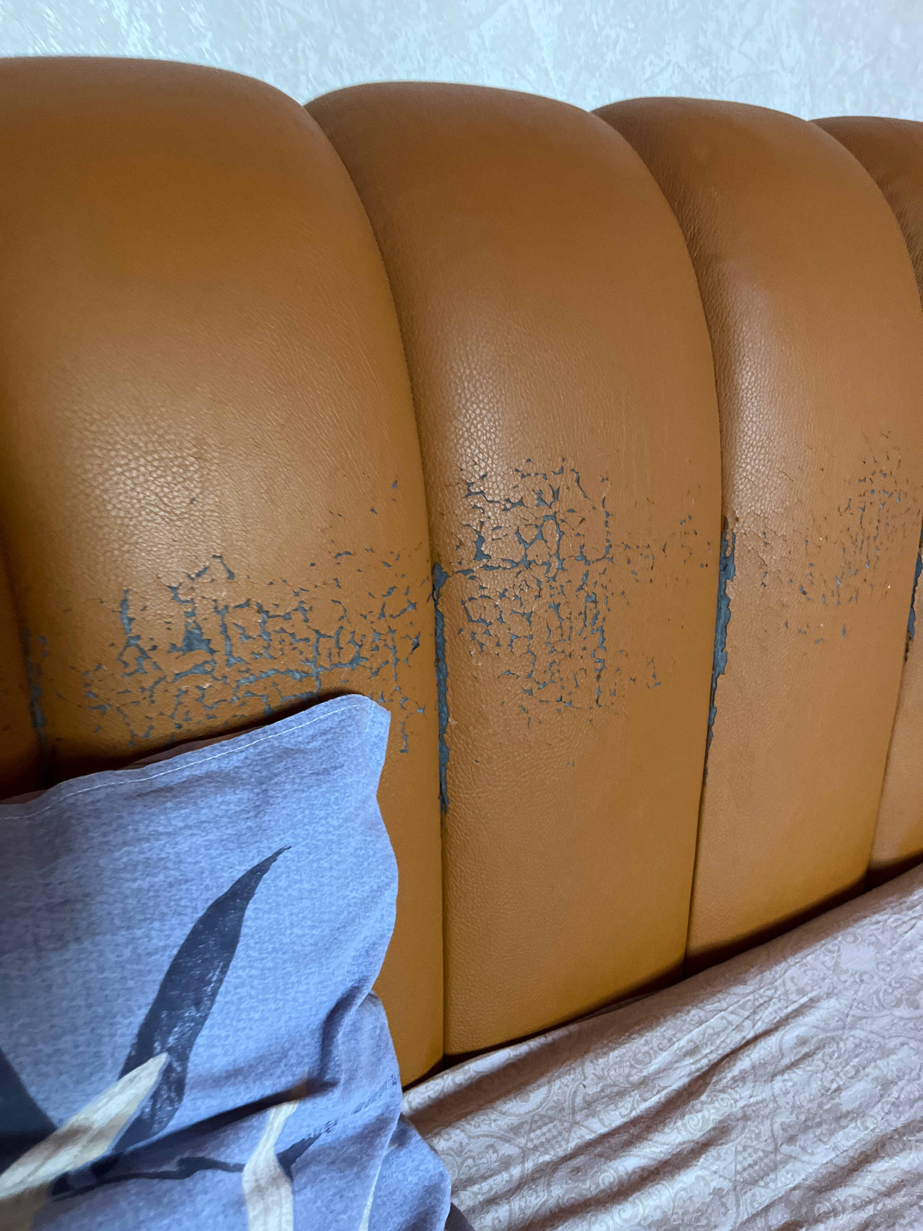 Фото Афалина