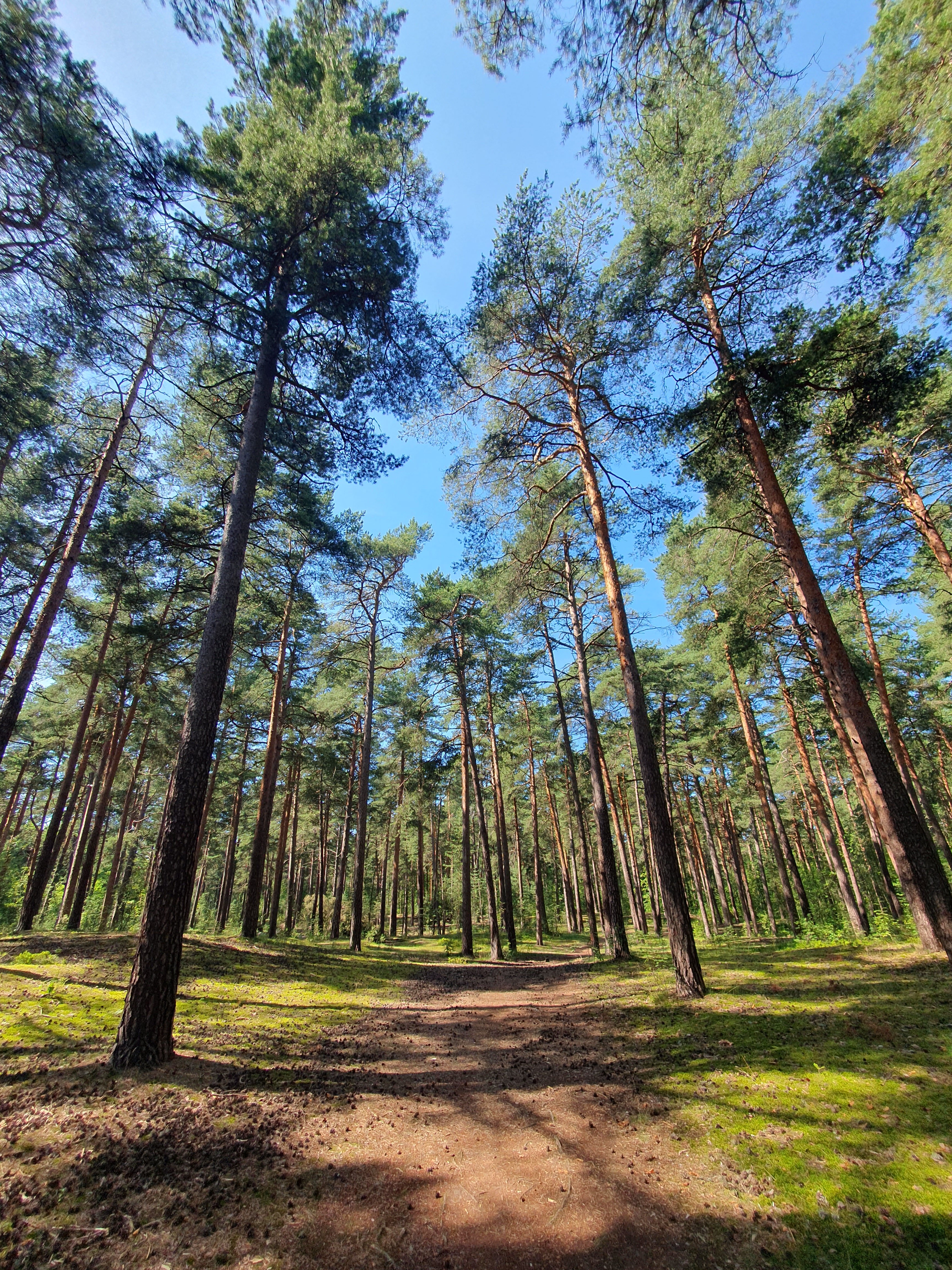 Фото Черничный Берег