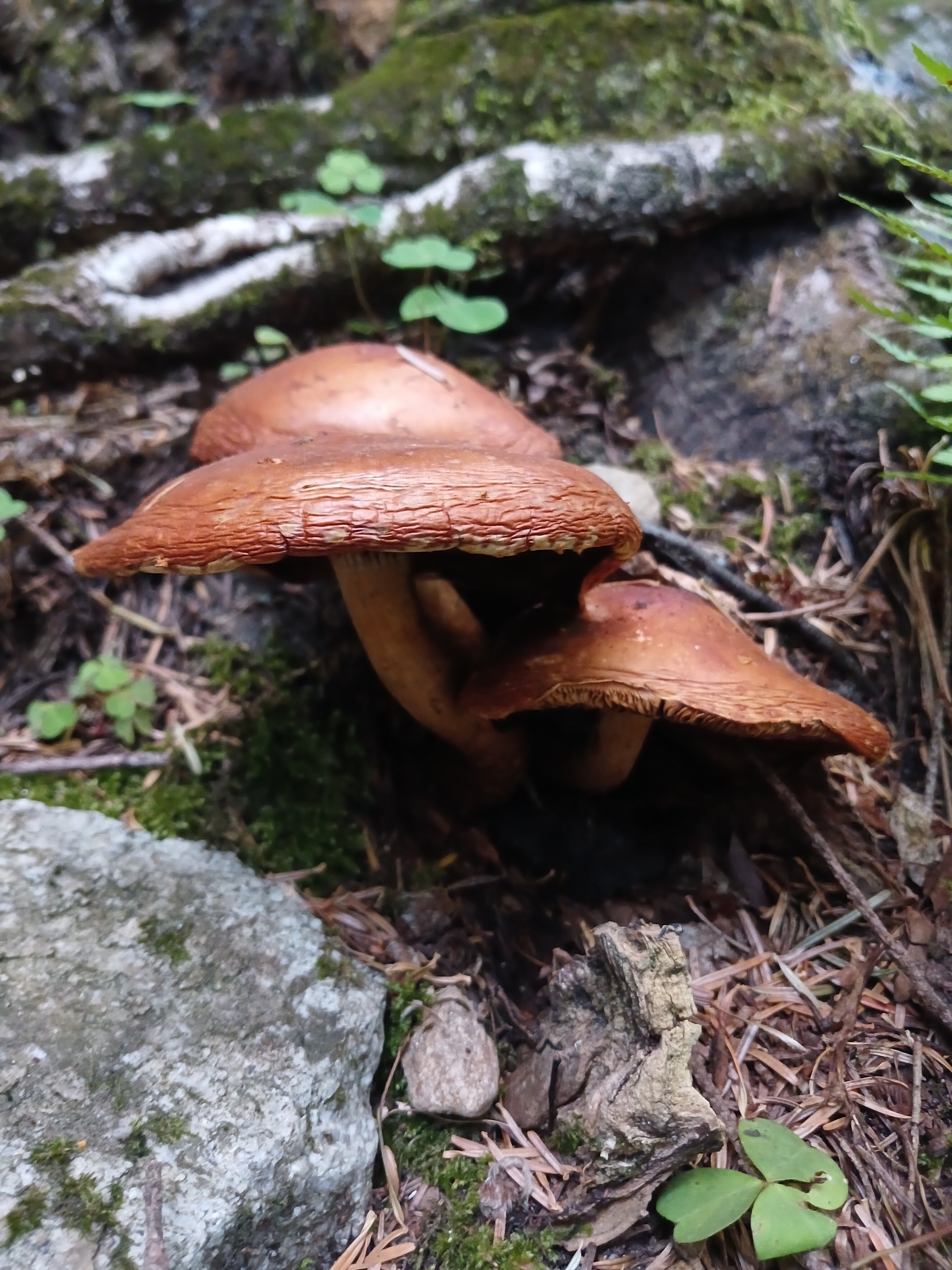 Фото У друзей