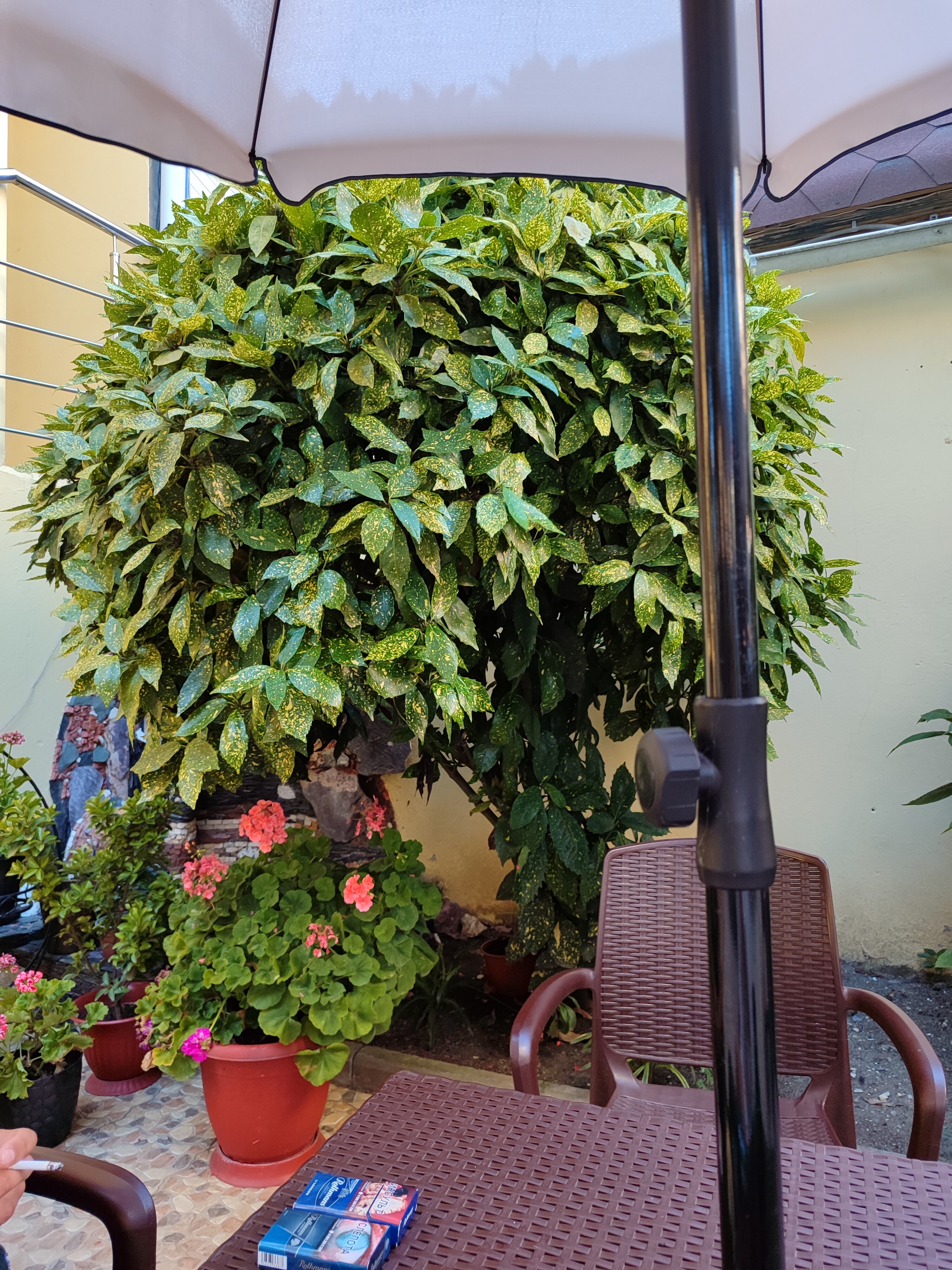 Фото Белая Лилия