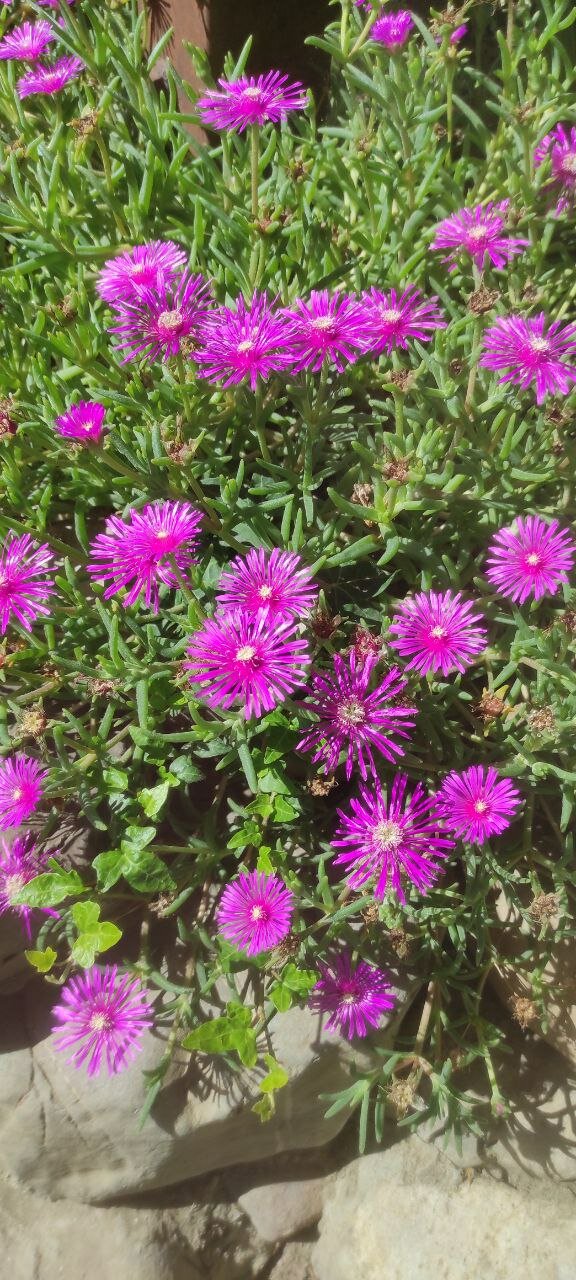 Фото Мацеста Береговая