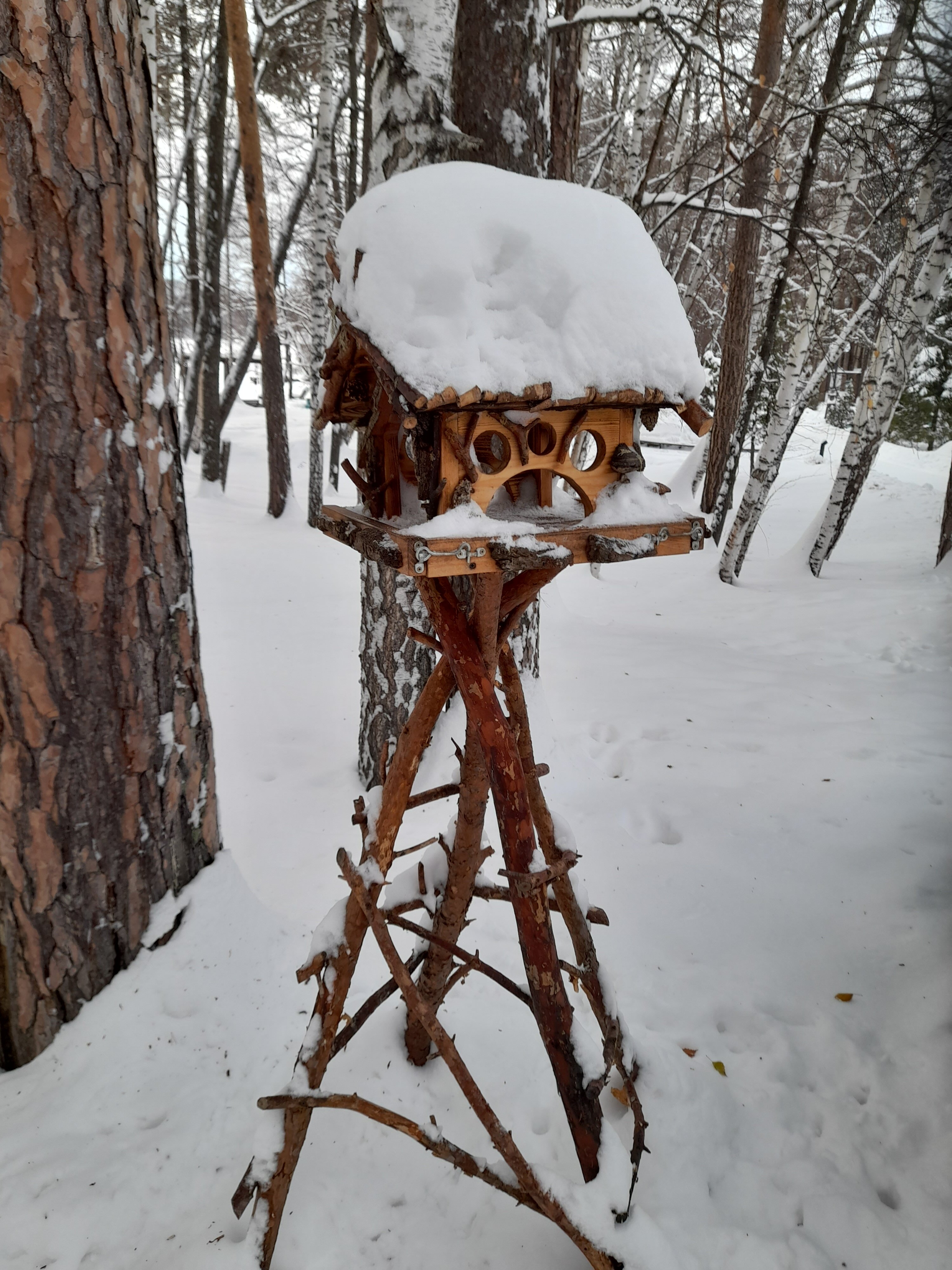 Фото 4 Апельсина