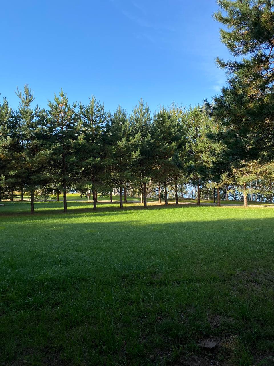 Фото Белая Морошка