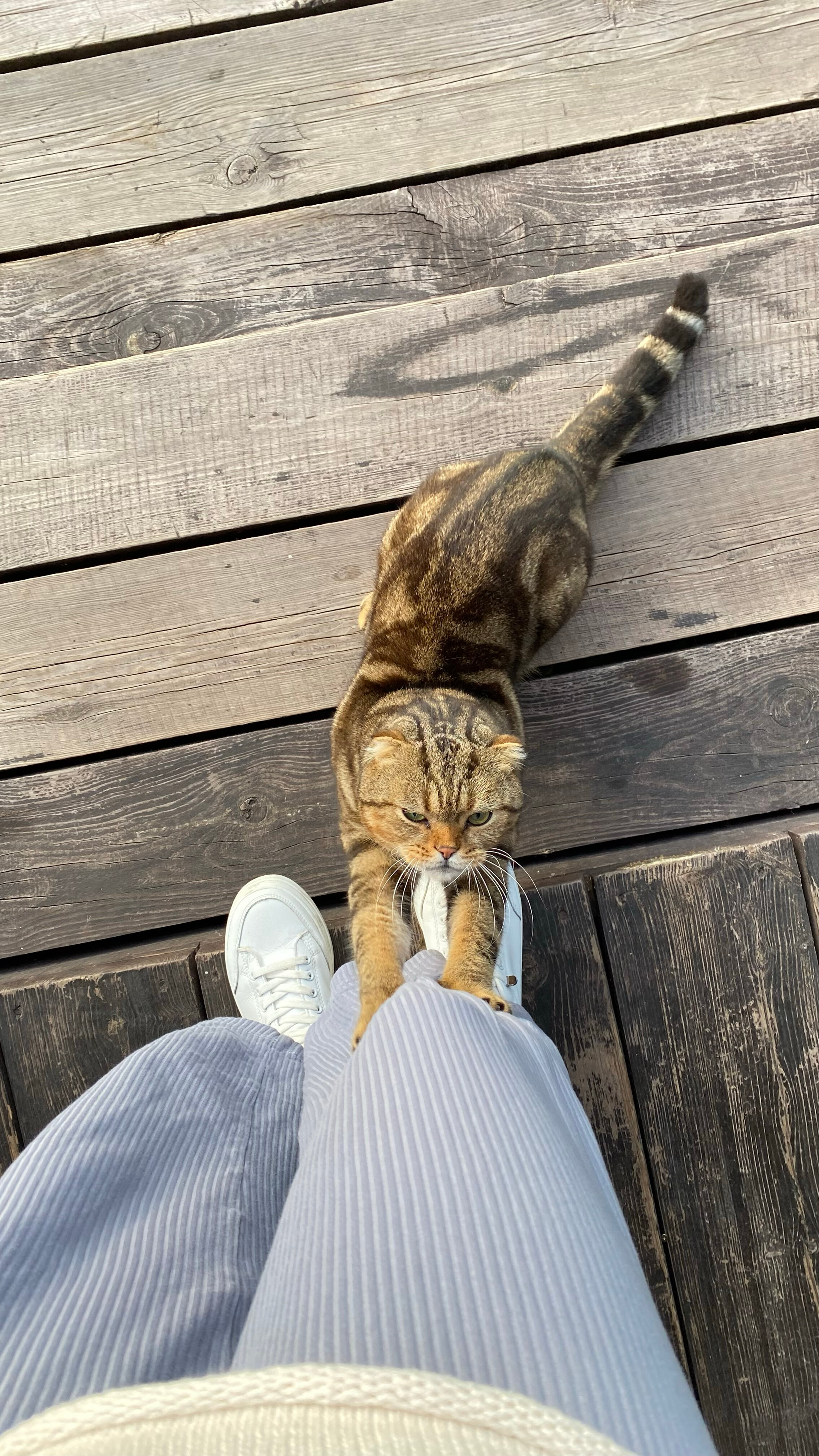 Фото Фазенда