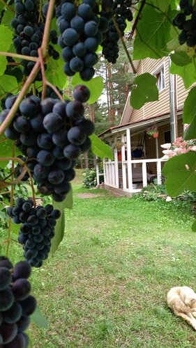 Внешний вид отеля Дом у сосен в городском поселении Пушкиногорье, фото 2