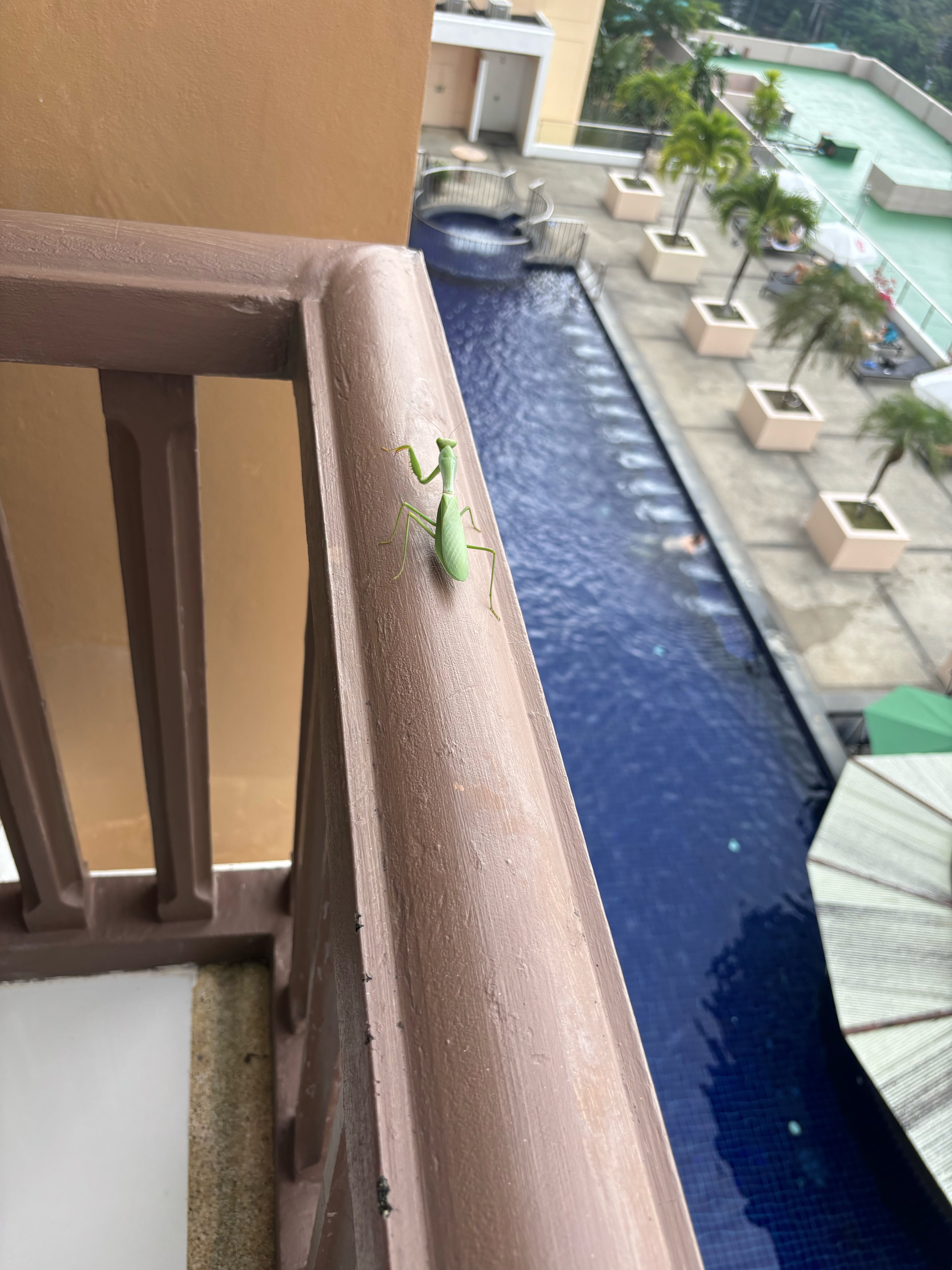 Фото Princess Seaview Resort & SPA