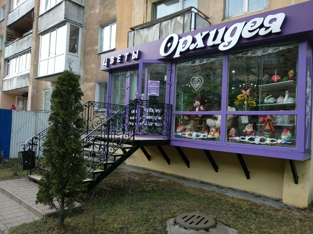 Орхидея ул баскакова 14 фото