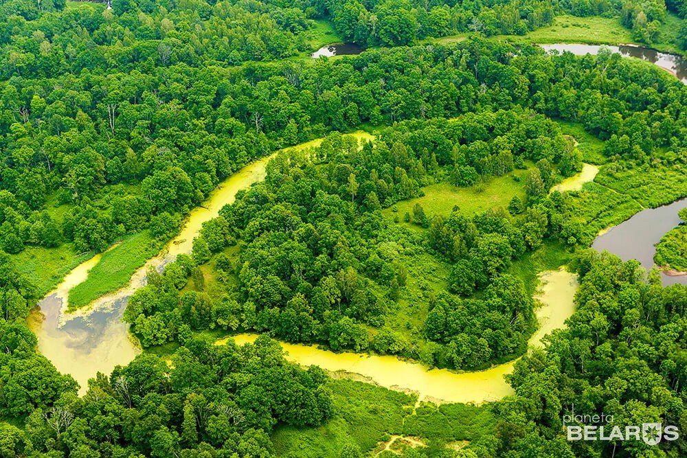 Parque forestal Республиканский ландшафтный заказник Налибокский, , foto