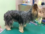 Arto (Ispytateley Avenue, 26), pet salon