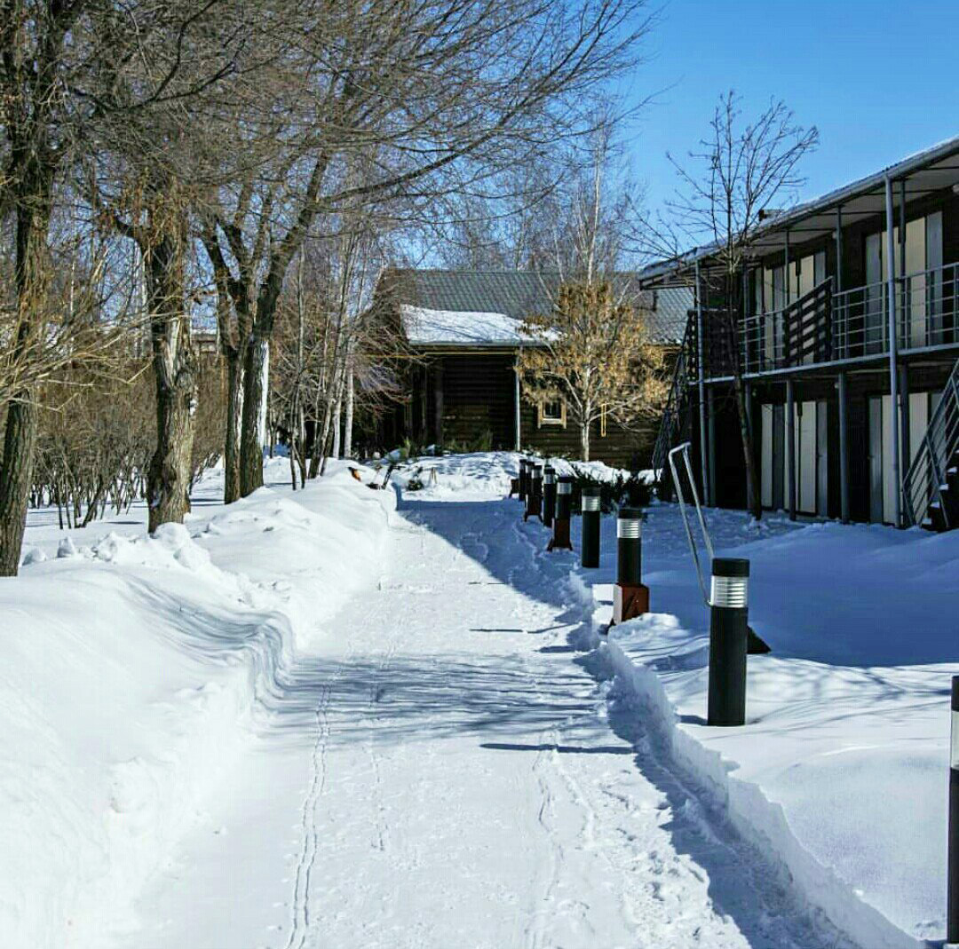 Фото Подсолнух