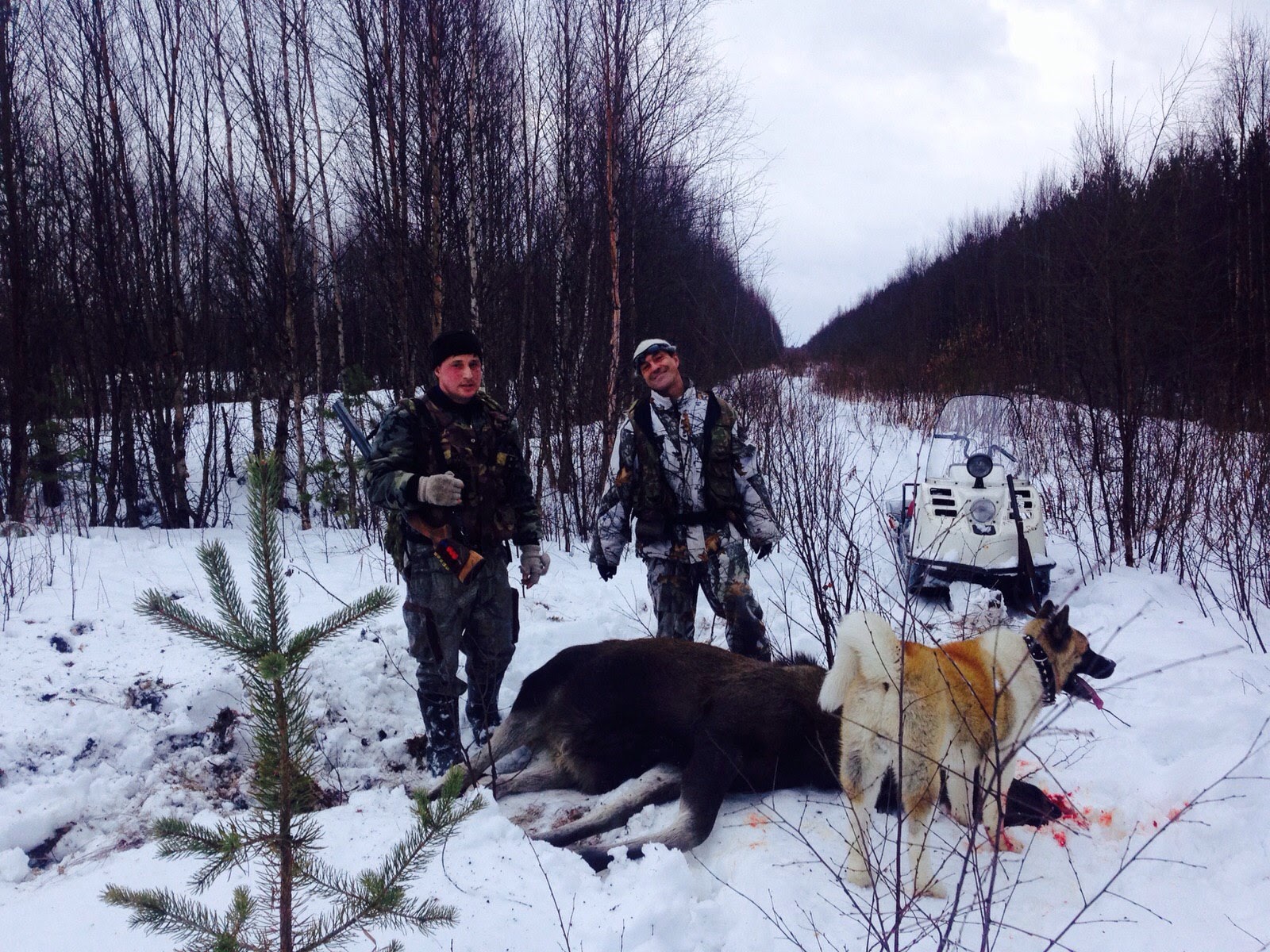 Фото Лось&Мох