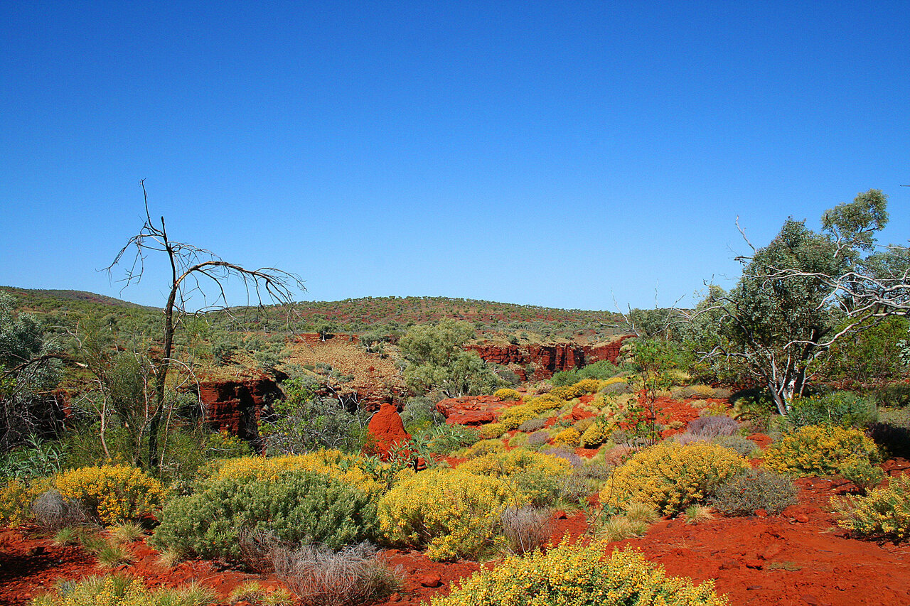 Растительность в австралии