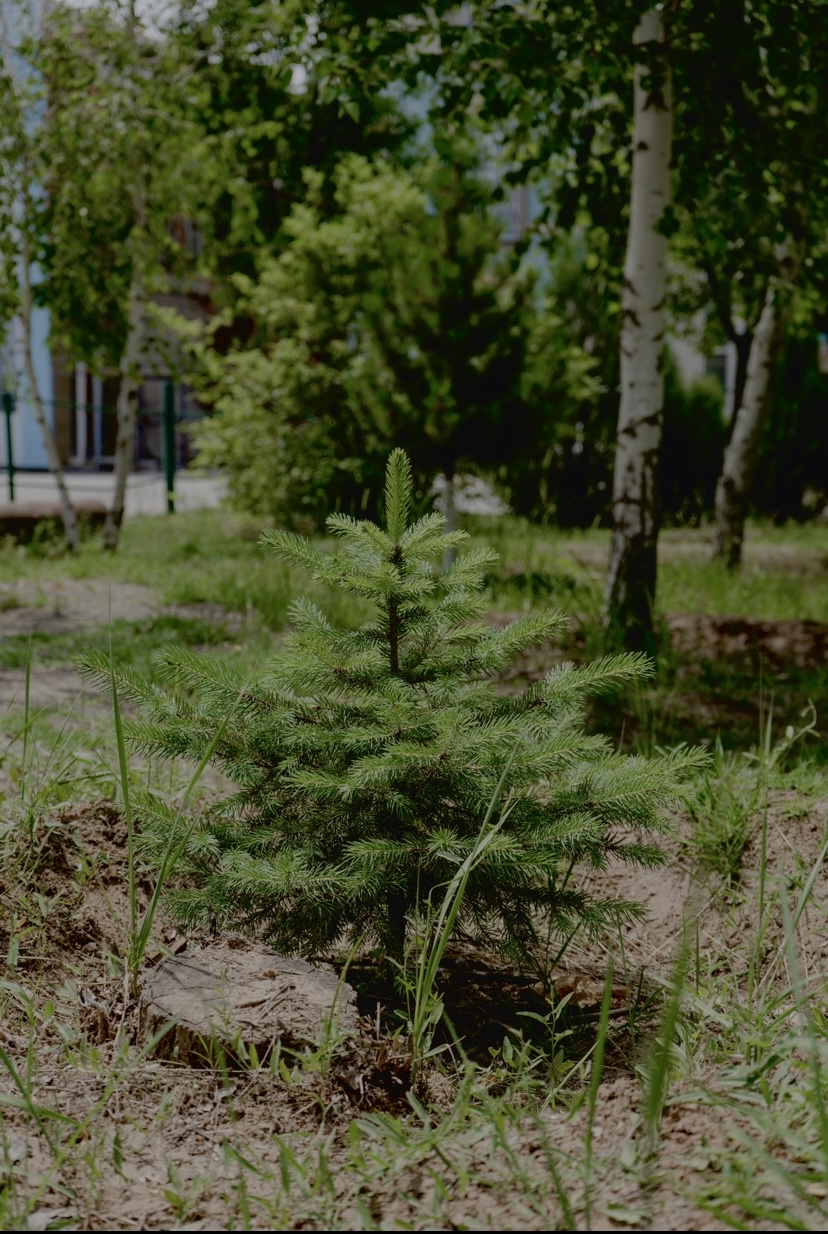 Фото Добриан