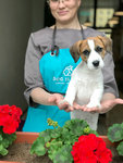 Dog is Dog (Nikolaya Ostrovskogo Street, 93Д) ، صالون حيوانات أليفة