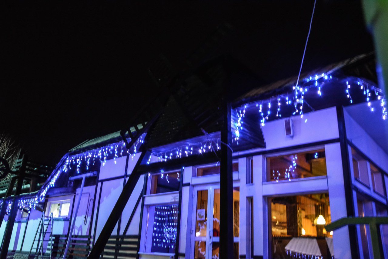 Фото Подсолнух