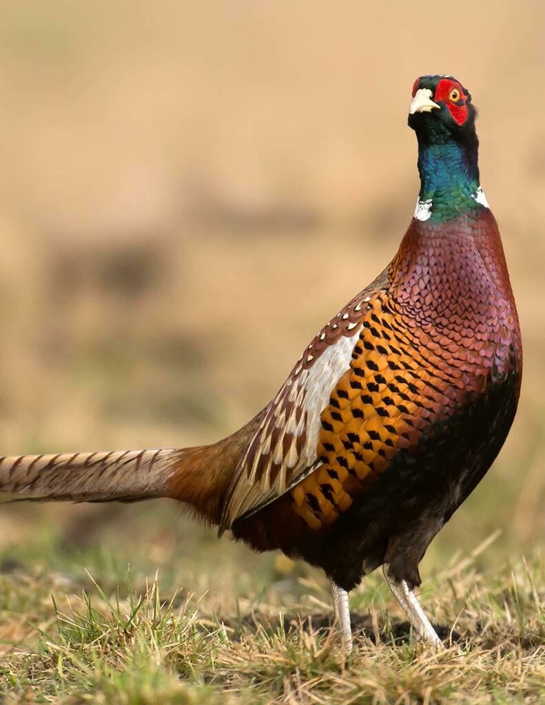 Bird Print - Pheasant, Peafowl, Peacock Vintage Carteles de animales, Aves de co