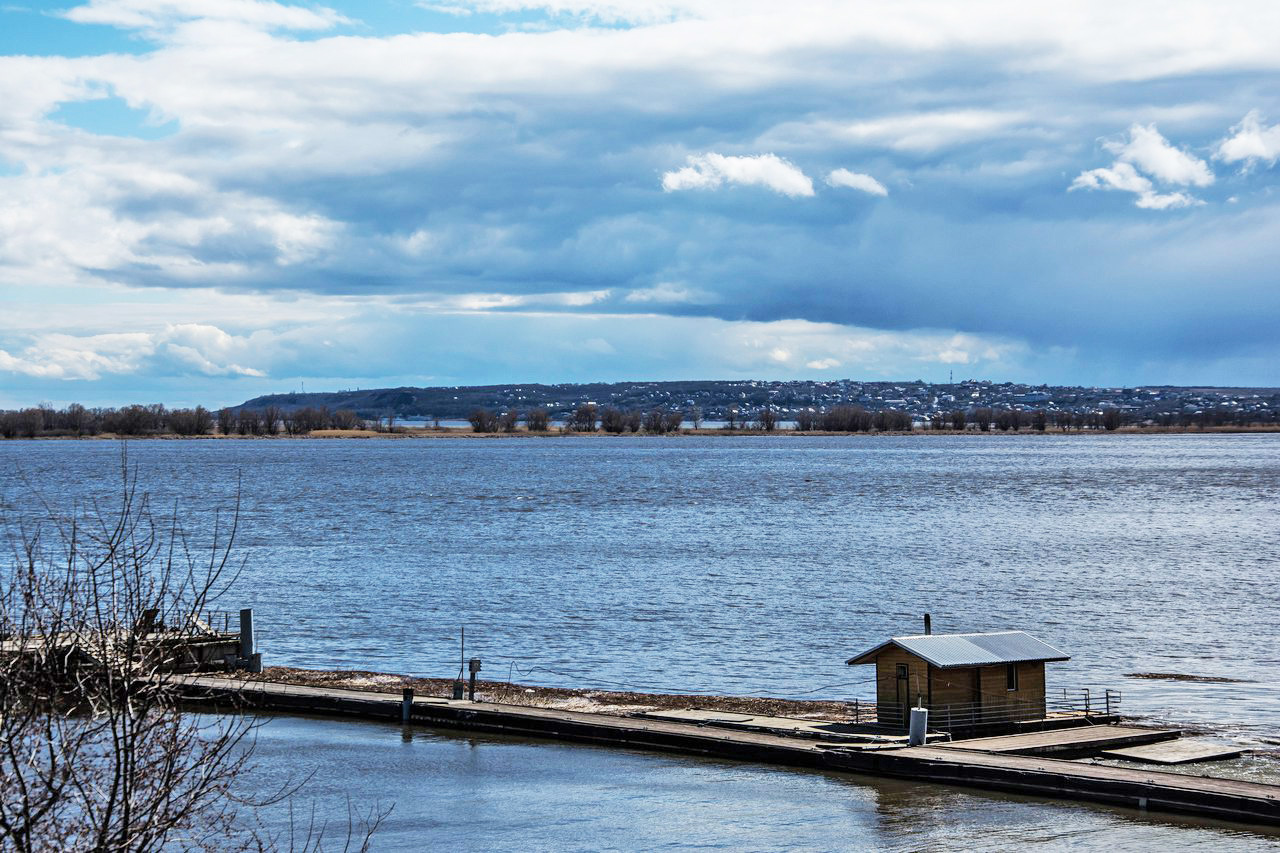 Фото Подсолнух