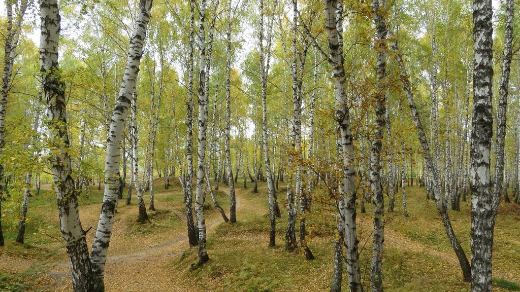 Тюмень парк имени гагарина