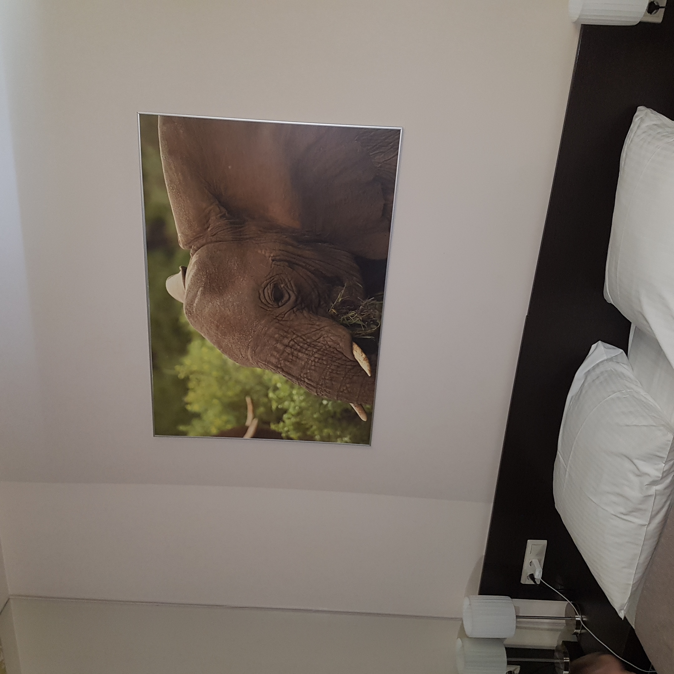 Фото Шеддок