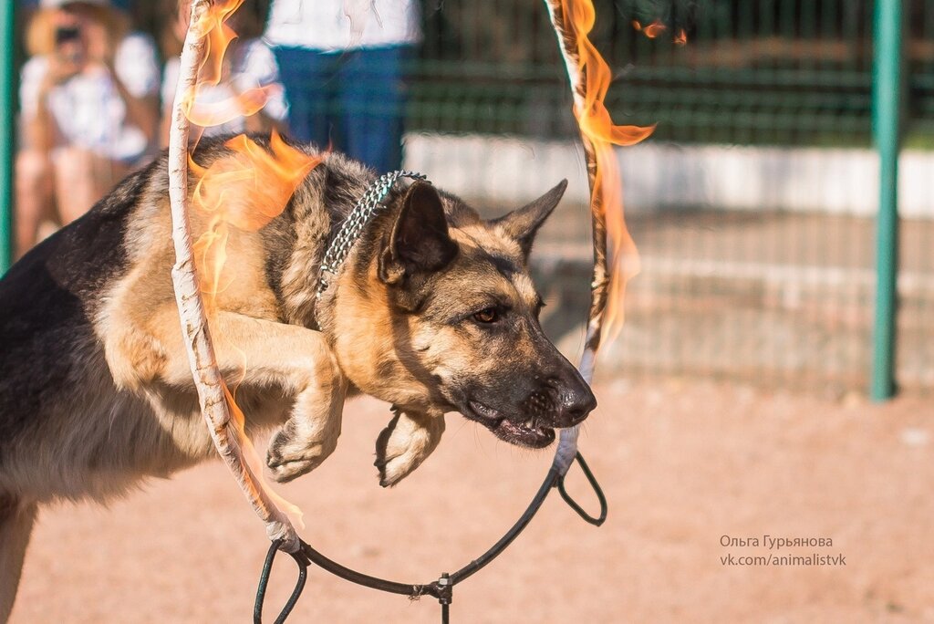 Кинологический центр, зооцентр, клуб любителей животных, просп ...