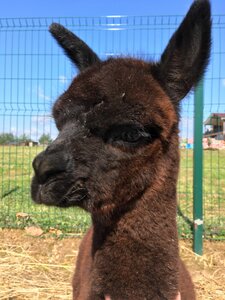 Russian Alpacas (Moscow Region, Dmitrovskiy Urban District, Village of Pokhodkino), zoo