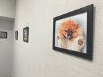 Студия груминга Четыре лапки (Krasnoarmeyskaya Street, 22), pet salon
